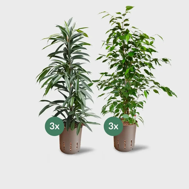 6er Box Hydrokultur Büropflanzen XL Ficus