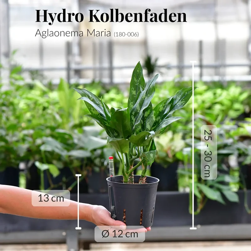 Hydro Kolbenfaden Maria