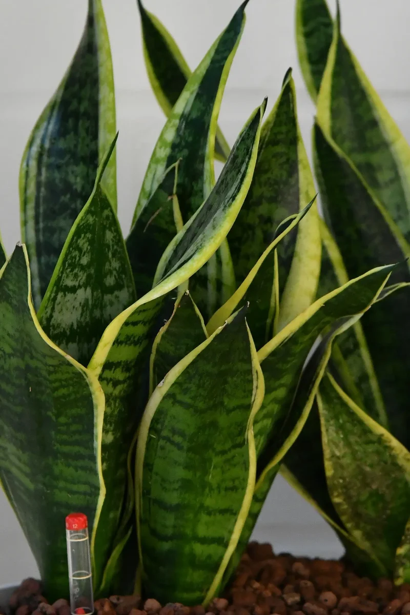 Hydro XL Büropflanze Bogenhanf in Betonoptik Vase