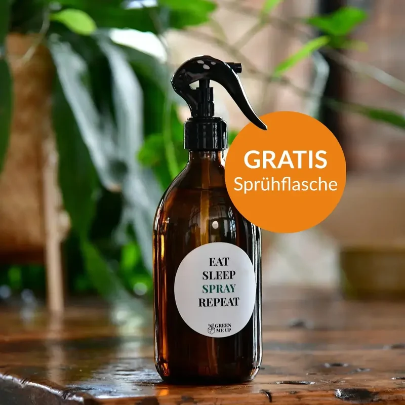 Palettenset Classico-Keramik : 5XXL Büropflanzen in Hydrokultur