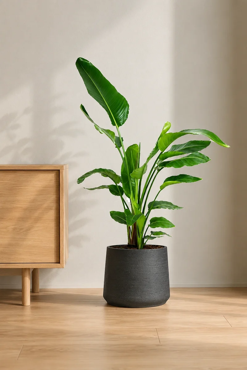 Strelitzia Nicolai - Baumstrelitzie