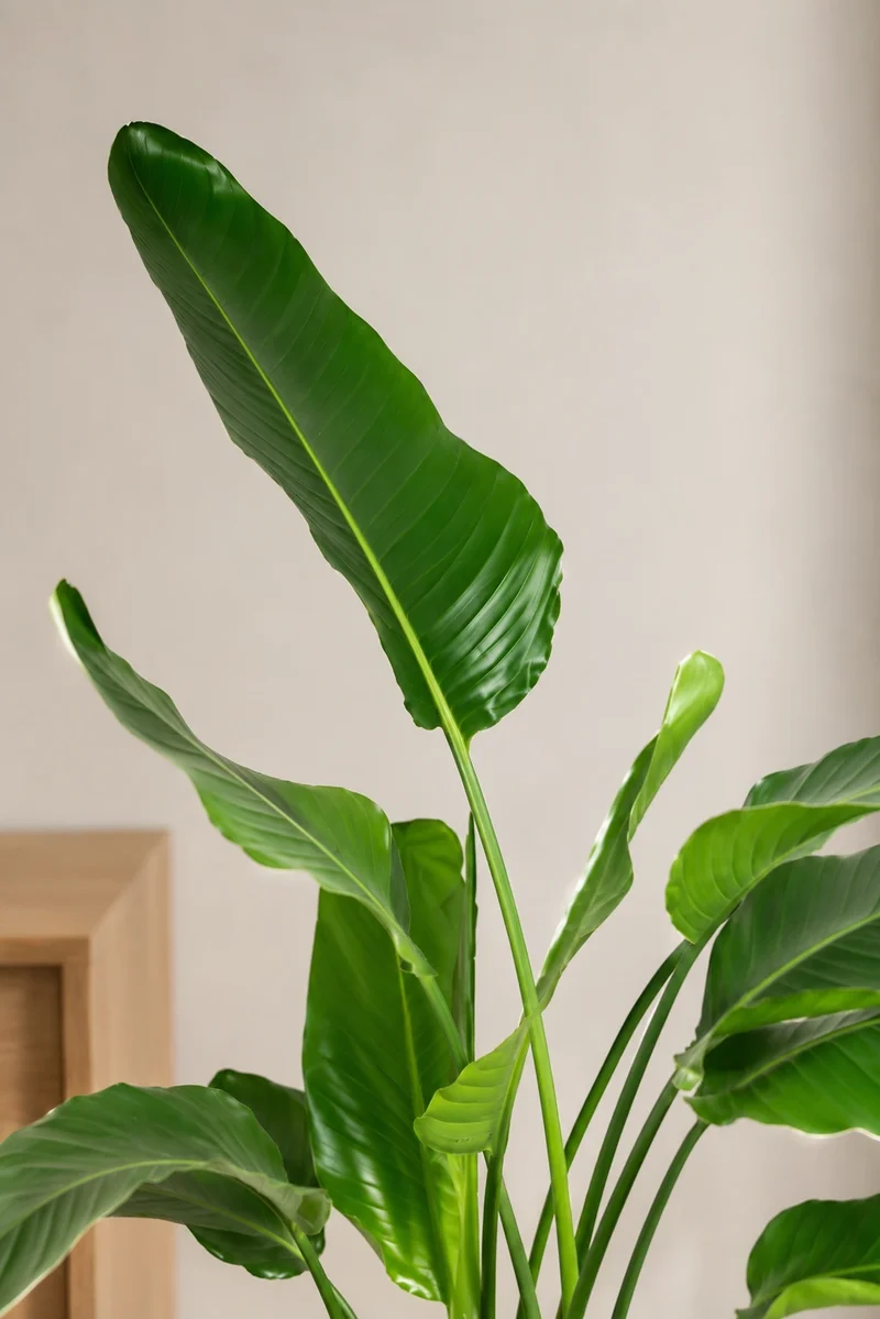 Strelitzia Nicolai - Baumstrelitzie