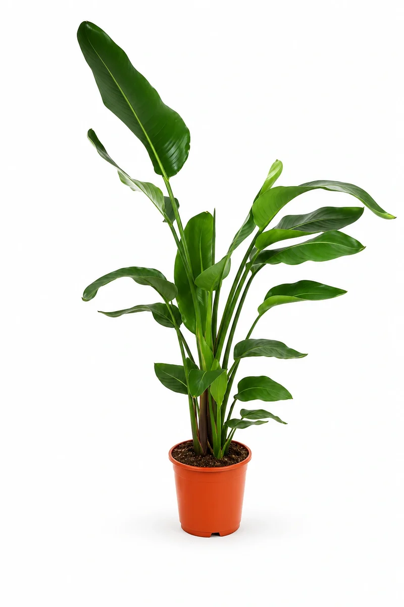 Strelitzia Nicolai - Baumstrelitzie