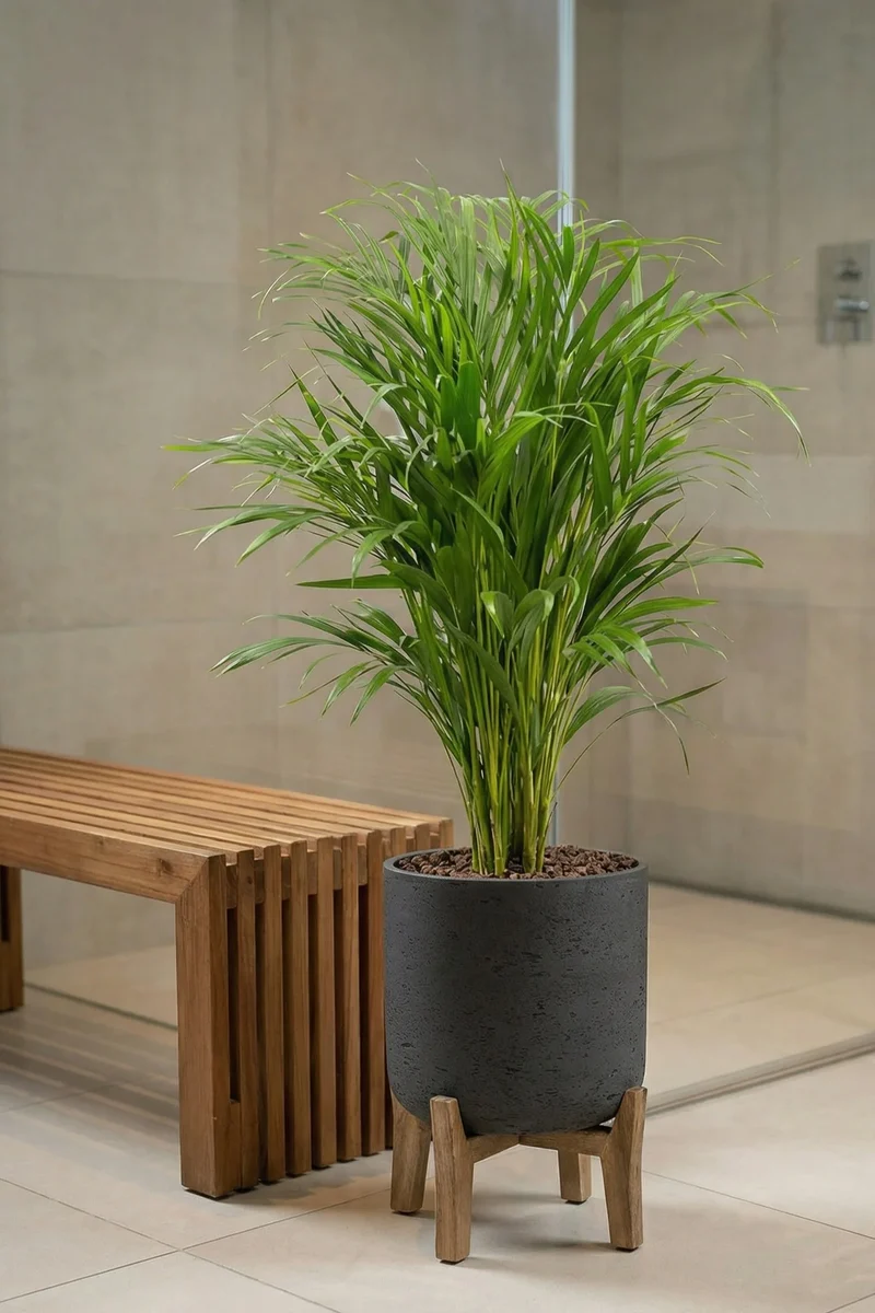 Areca - Goldfruchtpalme