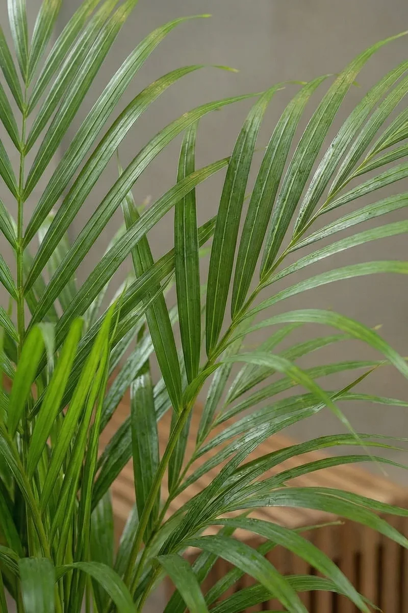 Areca - Goldfruchtpalme