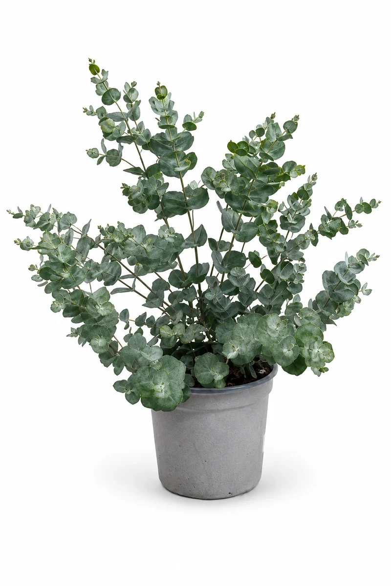 Eukalyptus Gunnii - Mostgummi-Eukalyptus