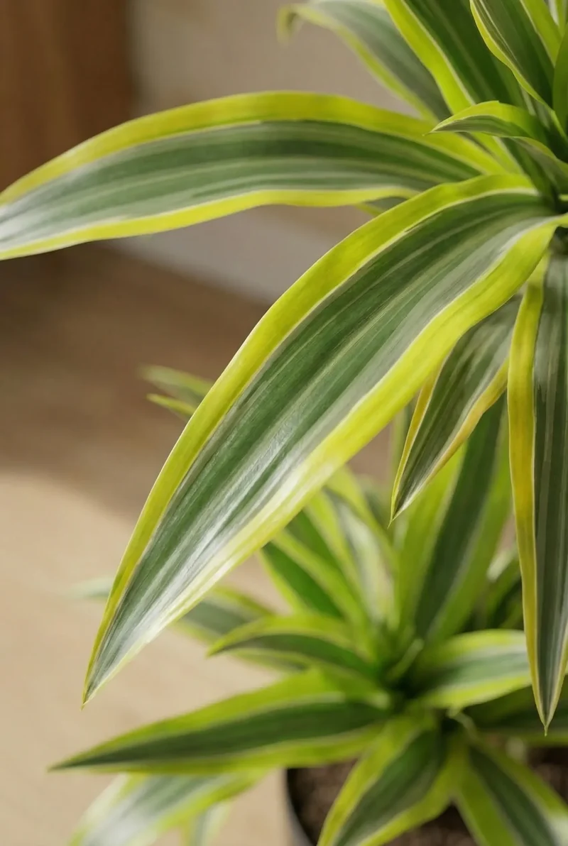 Drachenbaum - Dracaena Lemon Lime
