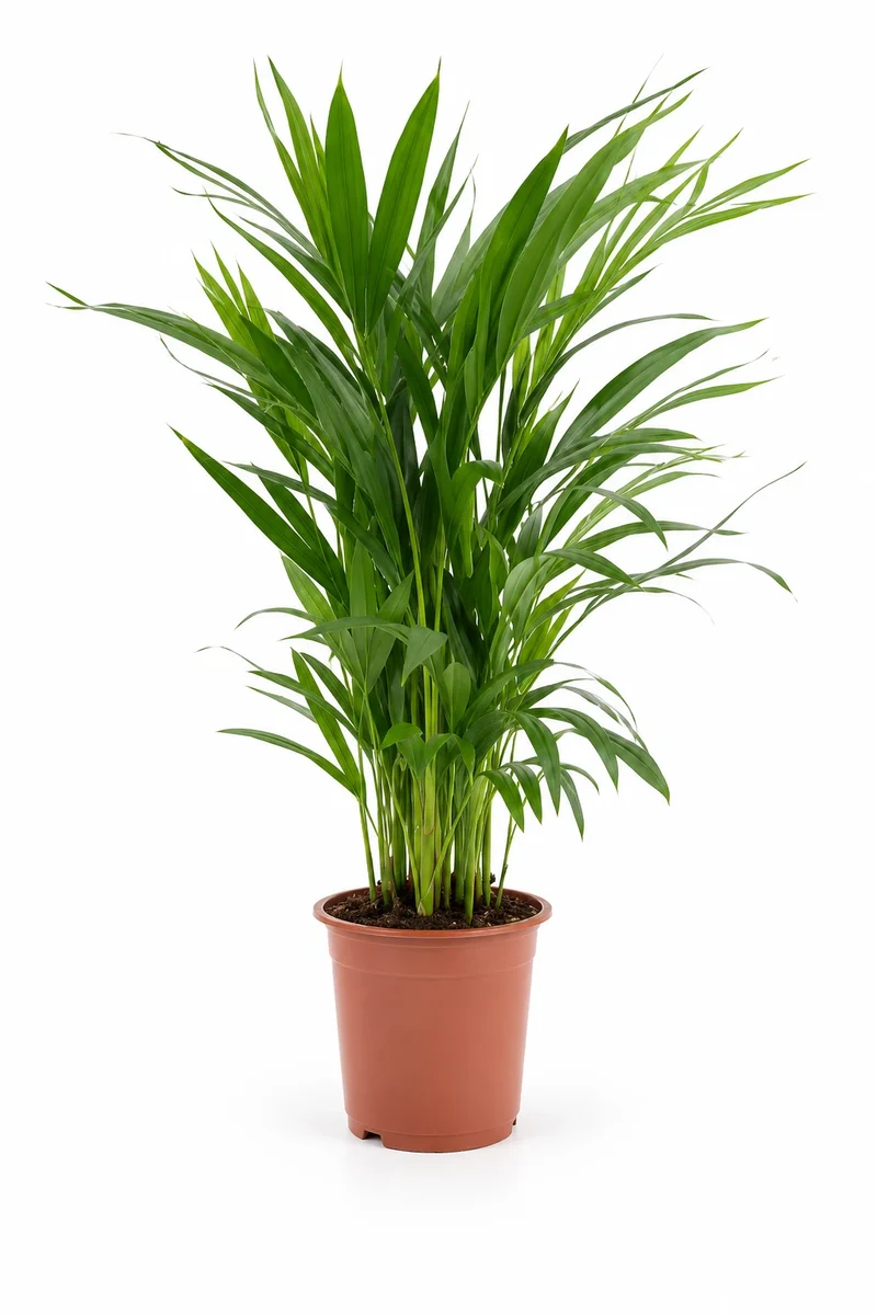Areca - Goldfruchtpalme
