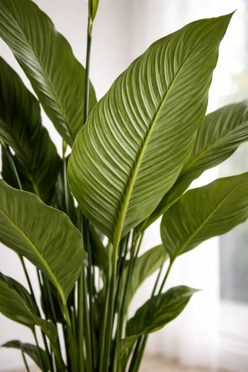 Einblatt - Spathiphyllum