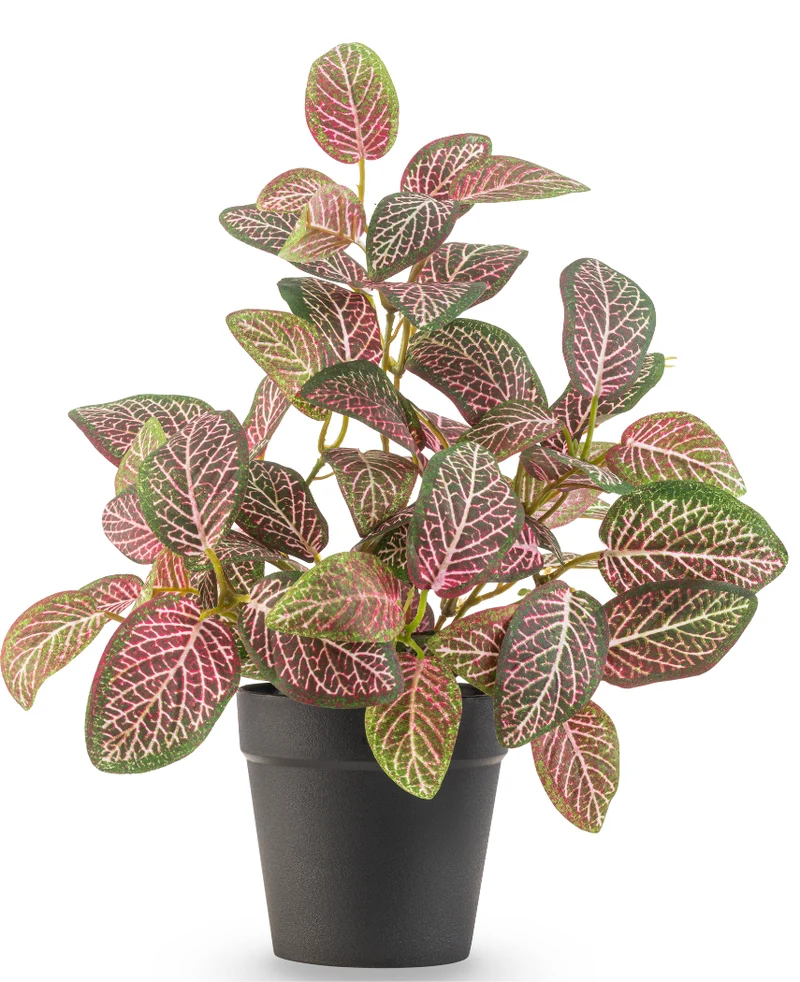 Kunstplant Fittonia Rood in Pot 25cm