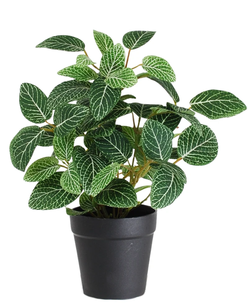 Kunstplant Fittonia Groen-wit in Pot 25cm