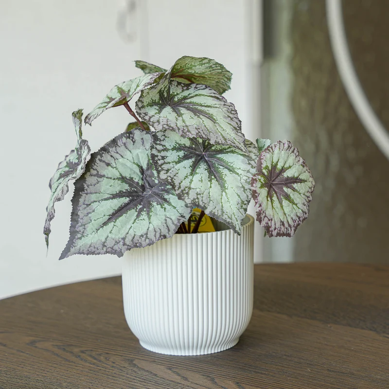 Begonia 26 cm - Potted - Grey Purple leaves - Artificial plant - UV - Indoor & Outdoor