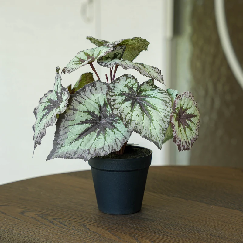 Begonia 26 cm - Potted - Grey Purple leaves - Artificial plant - UV - Indoor & Outdoor