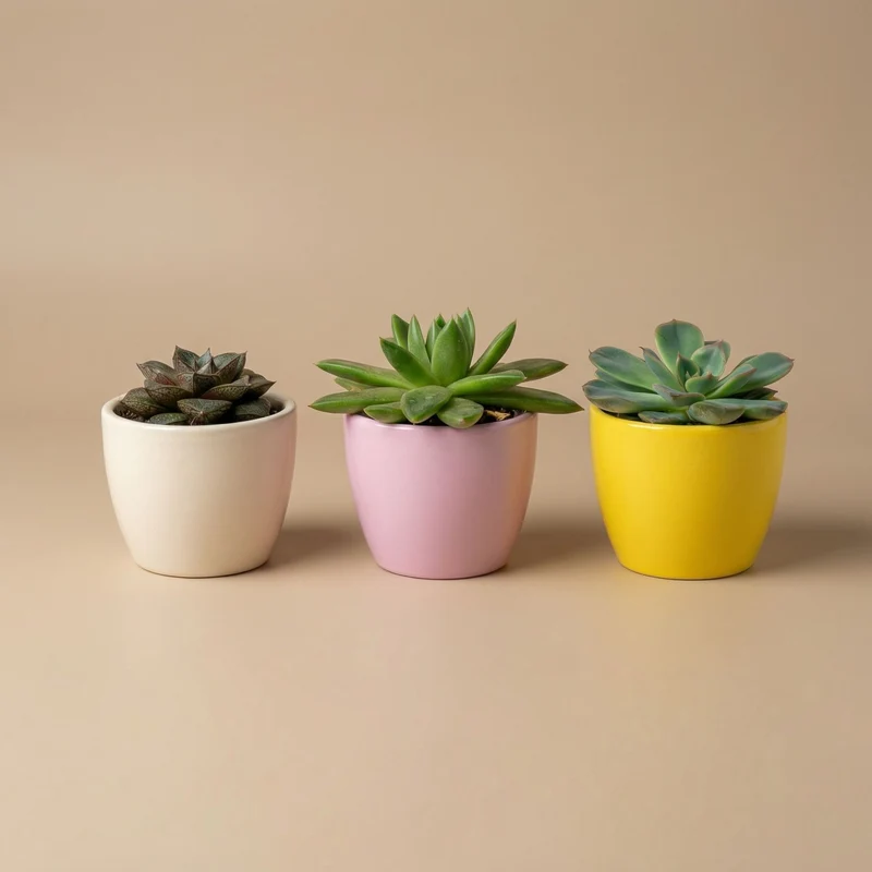 Plant set of 3 with mini pot - Pastel Spring - Mixed plants - Ø 6 cm