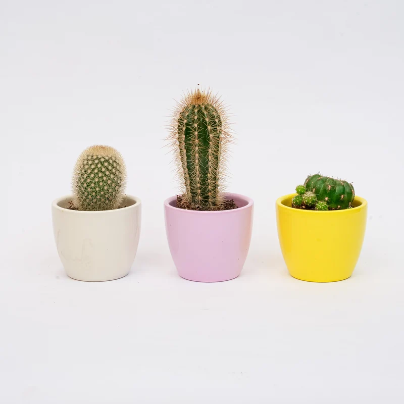 Plant set of 3 with mini pot - Pastel Spring - Mixed plants - Ø 6 cm
