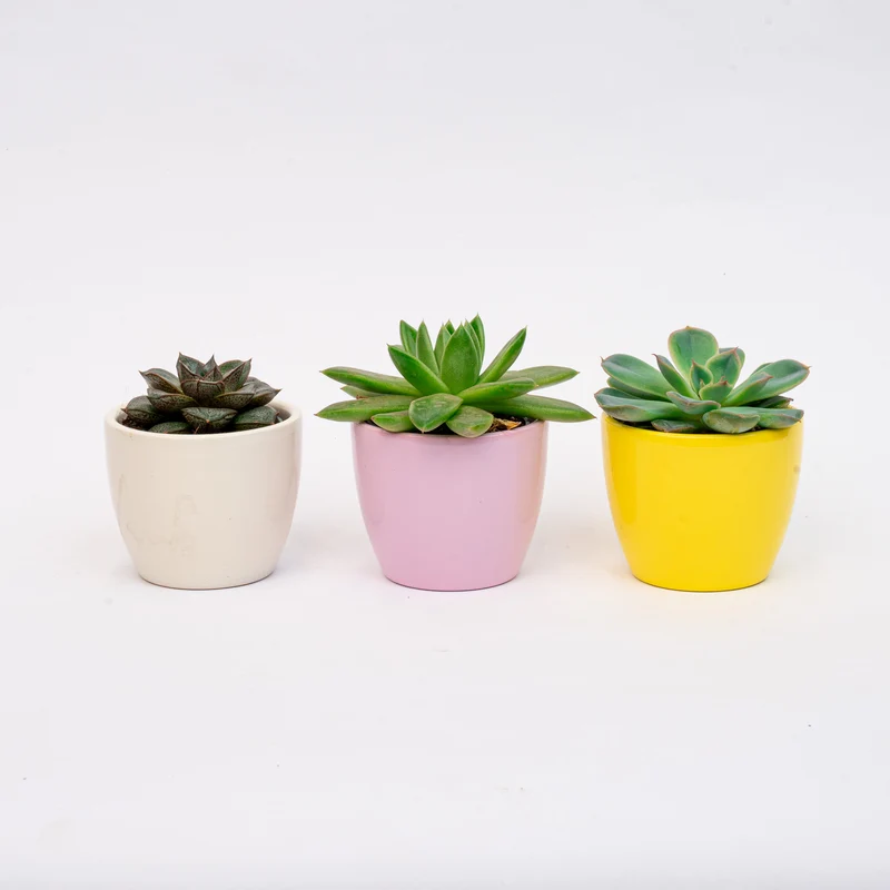 Plant set of 3 with mini pot - Pastel Spring - Mixed plants - Ø 6 cm