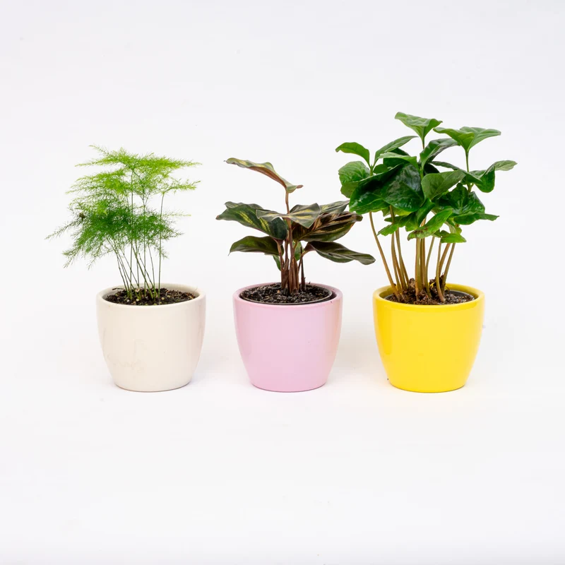 Plant set of 3 with mini pot - Pastel Spring - Mixed plants - Ø 6 cm