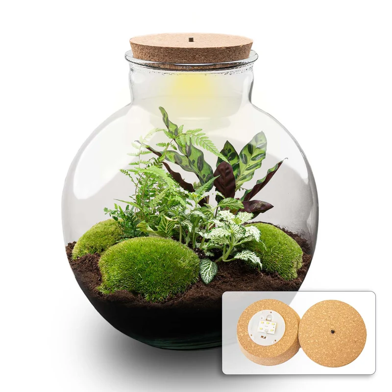 Bolder Bob - Terrarium with light - Bottle garden DIY kit - Ø 31 cm ↑ 30 cm