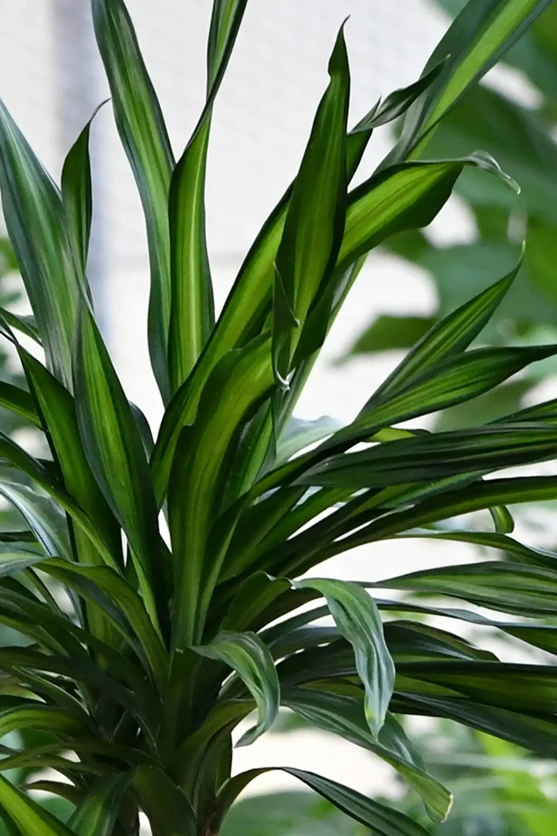 Hydro XXL Dracaena Rikki, 140-160cm
