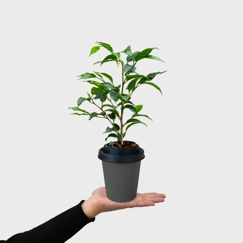 ggreeno® Ficus in Quarz