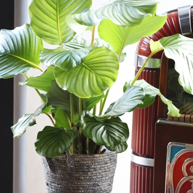 Calathea Orbifolia