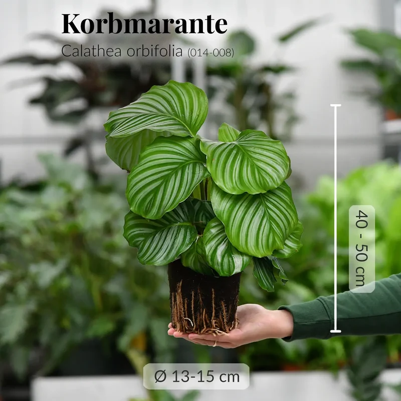 Calathea Orbifolia