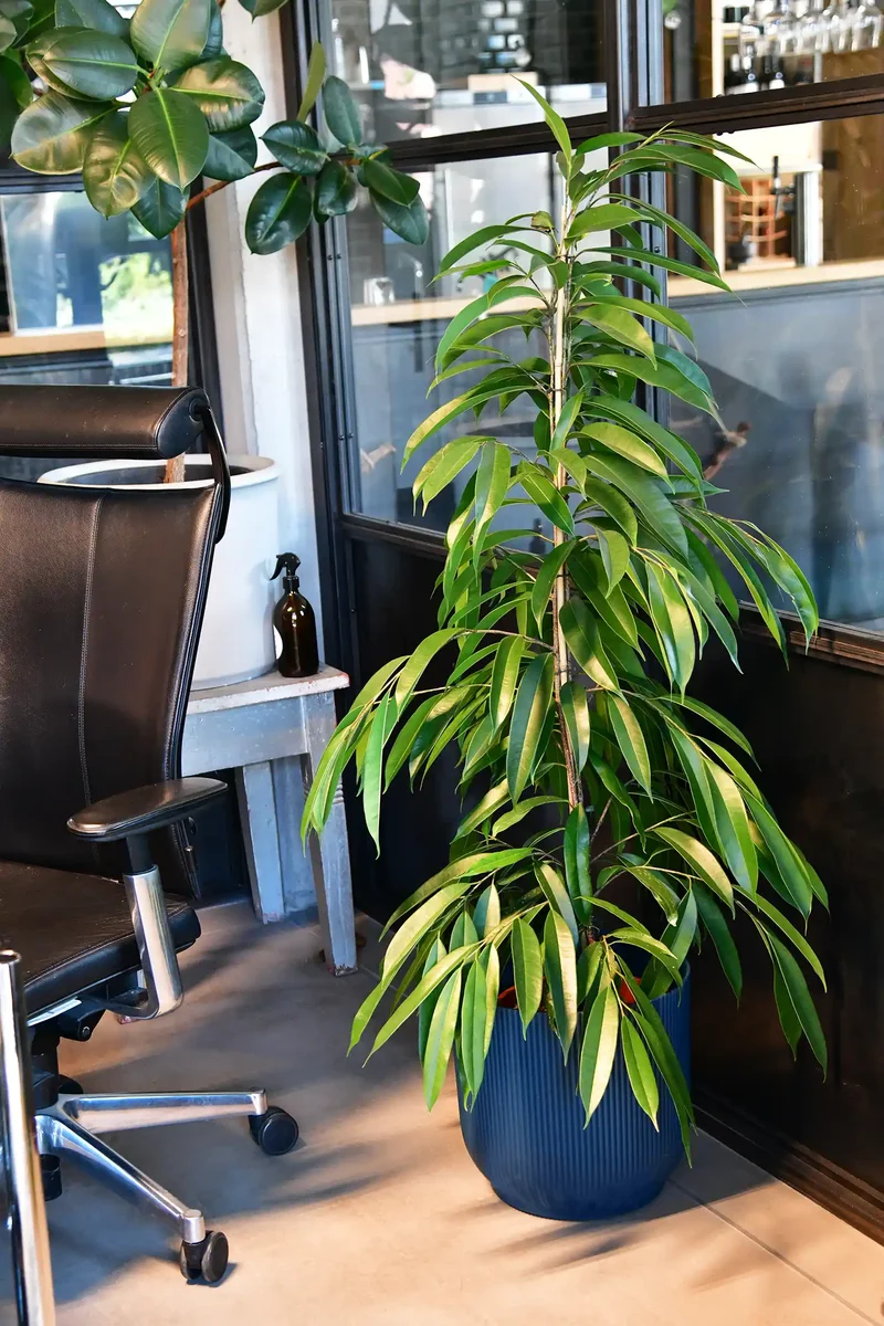 XXL Ficus Amstel King