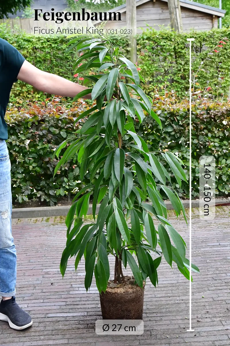 XXL Ficus Amstel King