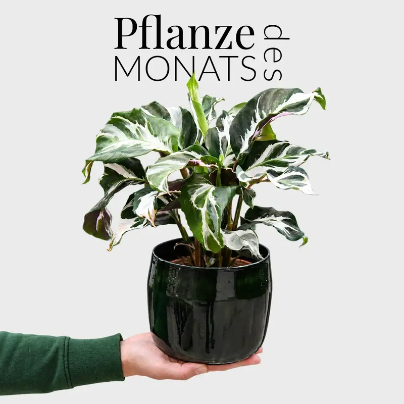 Calathea Fusion White