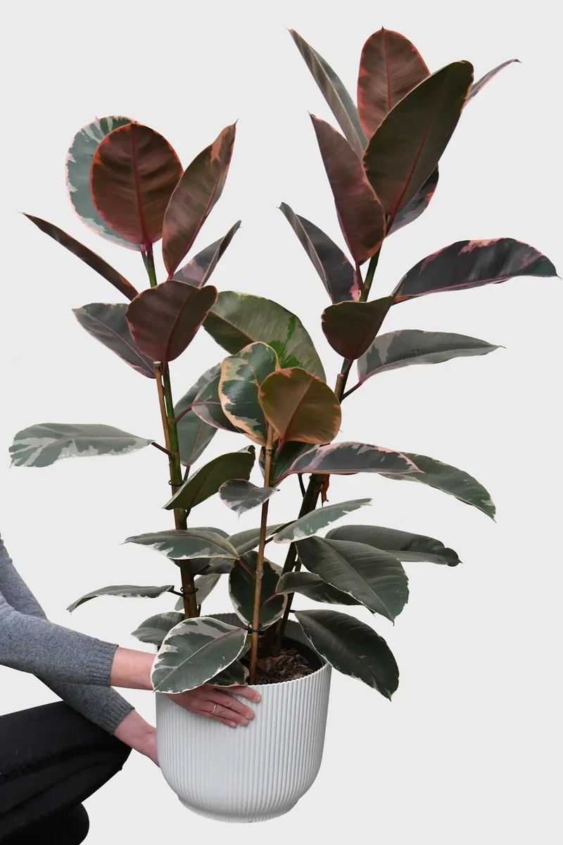 Großer Ficus Belize, 90-100cm