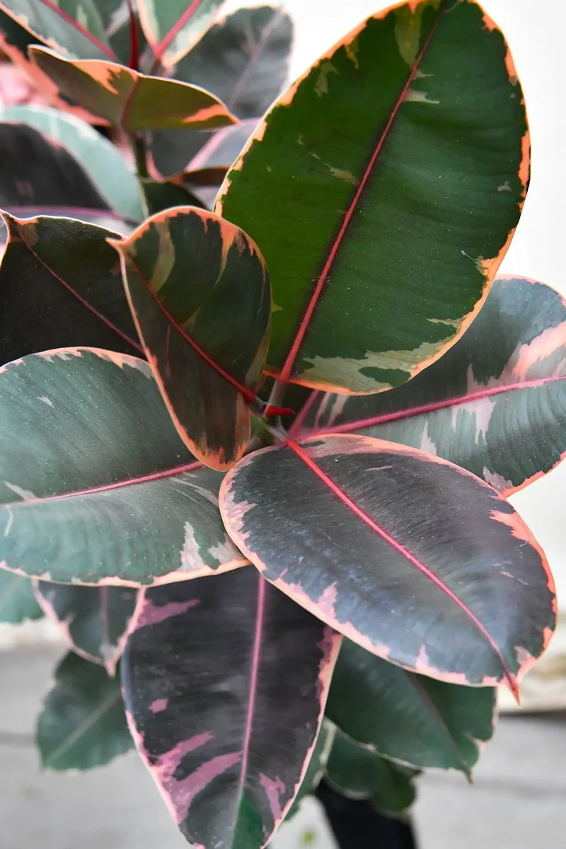 Großer Ficus Belize, 90-100cm