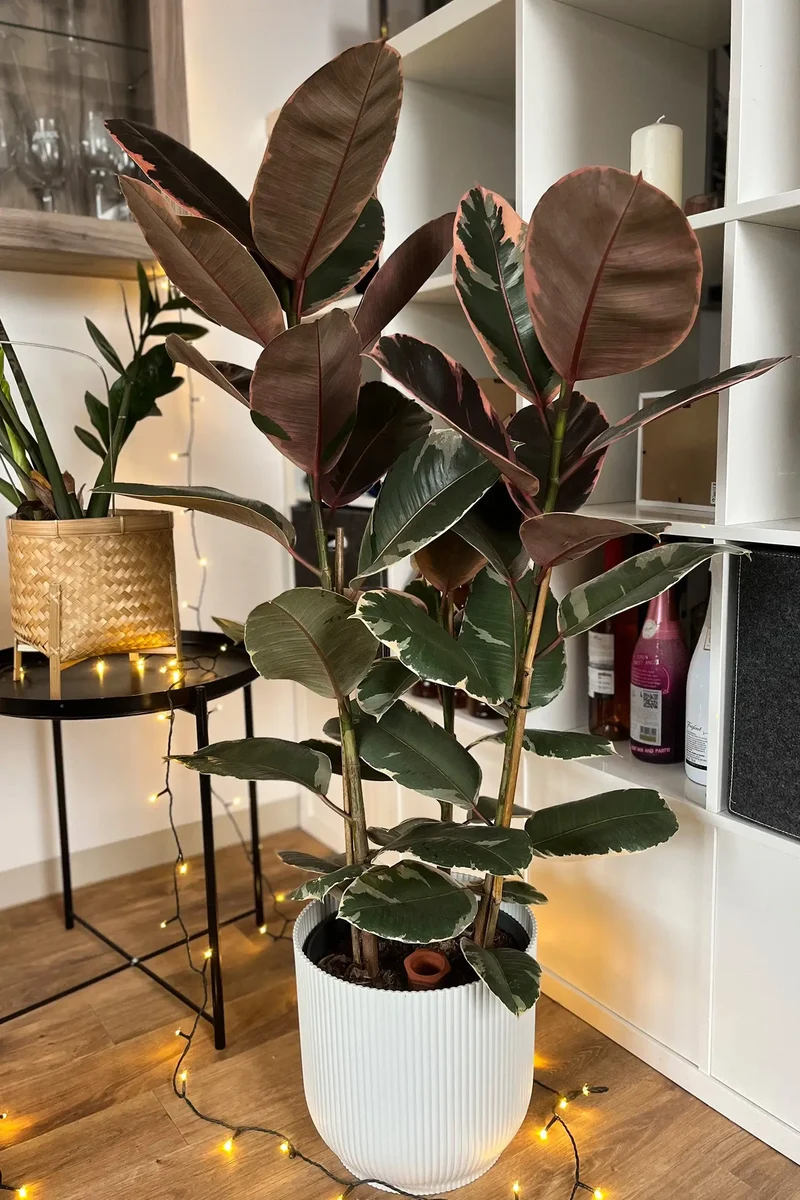 Großer Ficus Belize, 90-100cm
