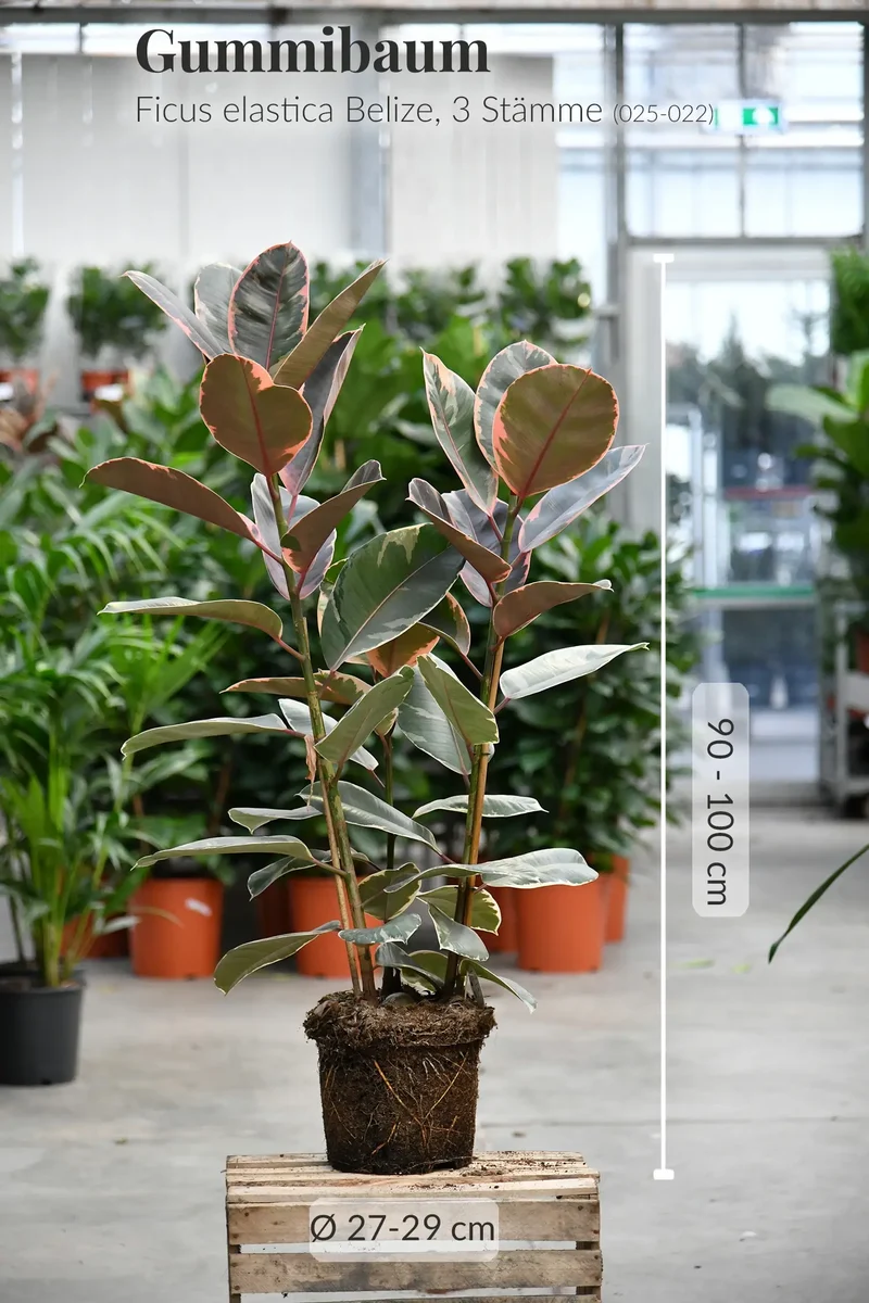 Großer Ficus Belize, 90-100cm