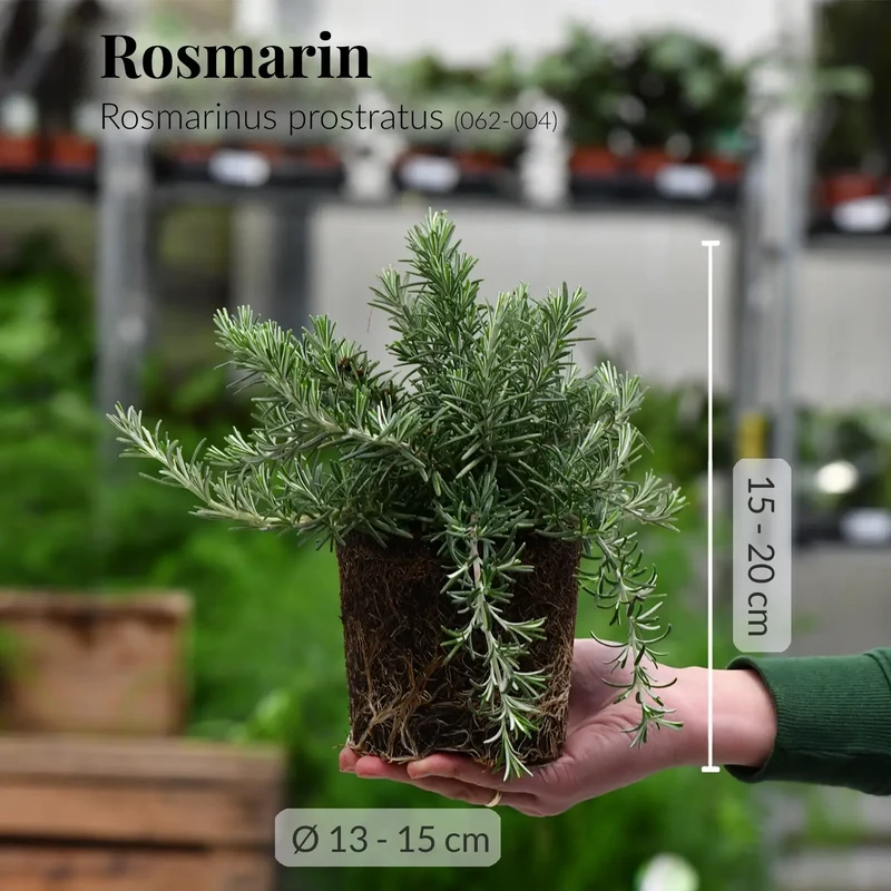 Rosmarinpflanze hängend
