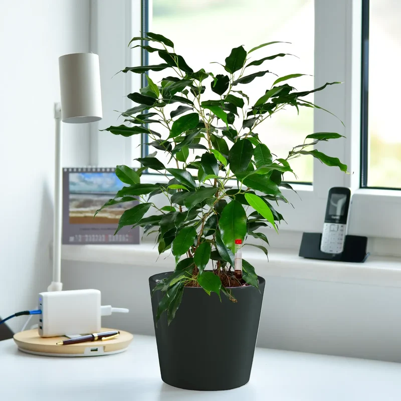 JobPflanze Friedlicher Ficus