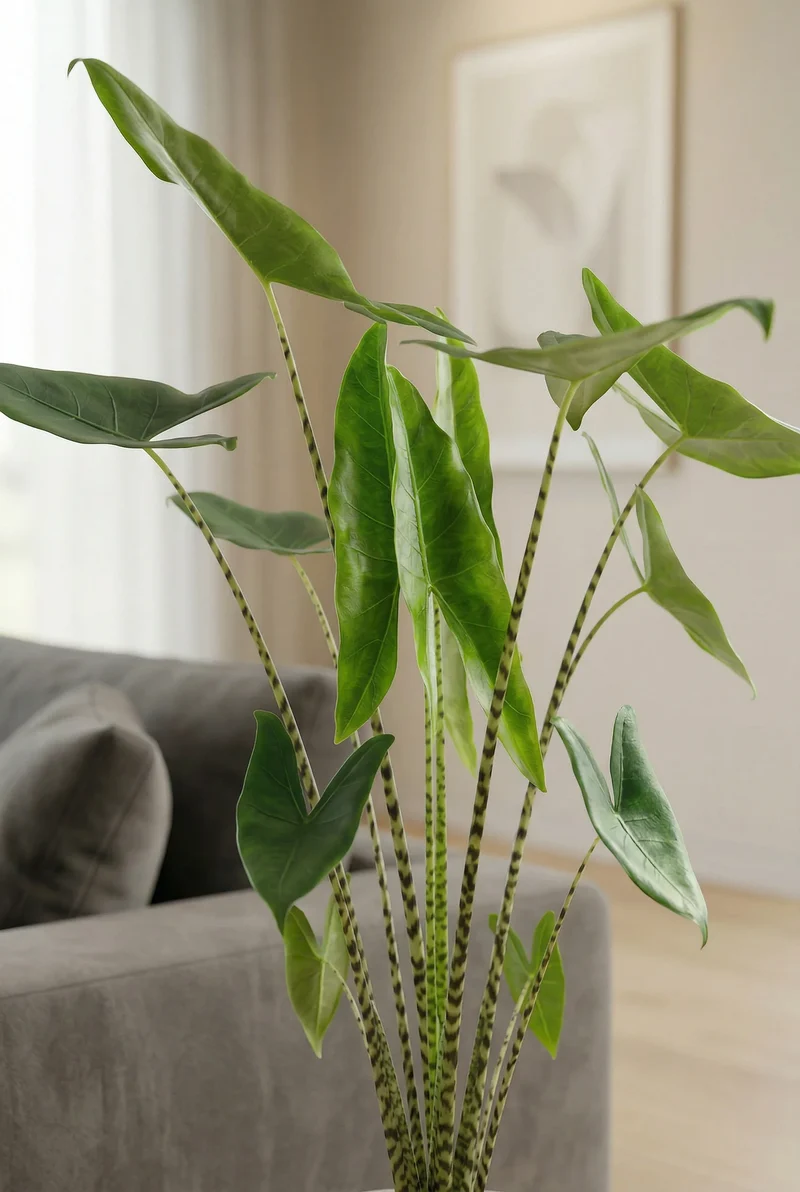 Alocasia Zebrina - Elefantenohr