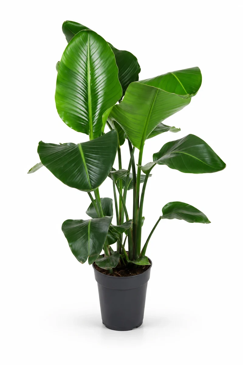 Strelitzia Nicolai - Baumstrelitzie