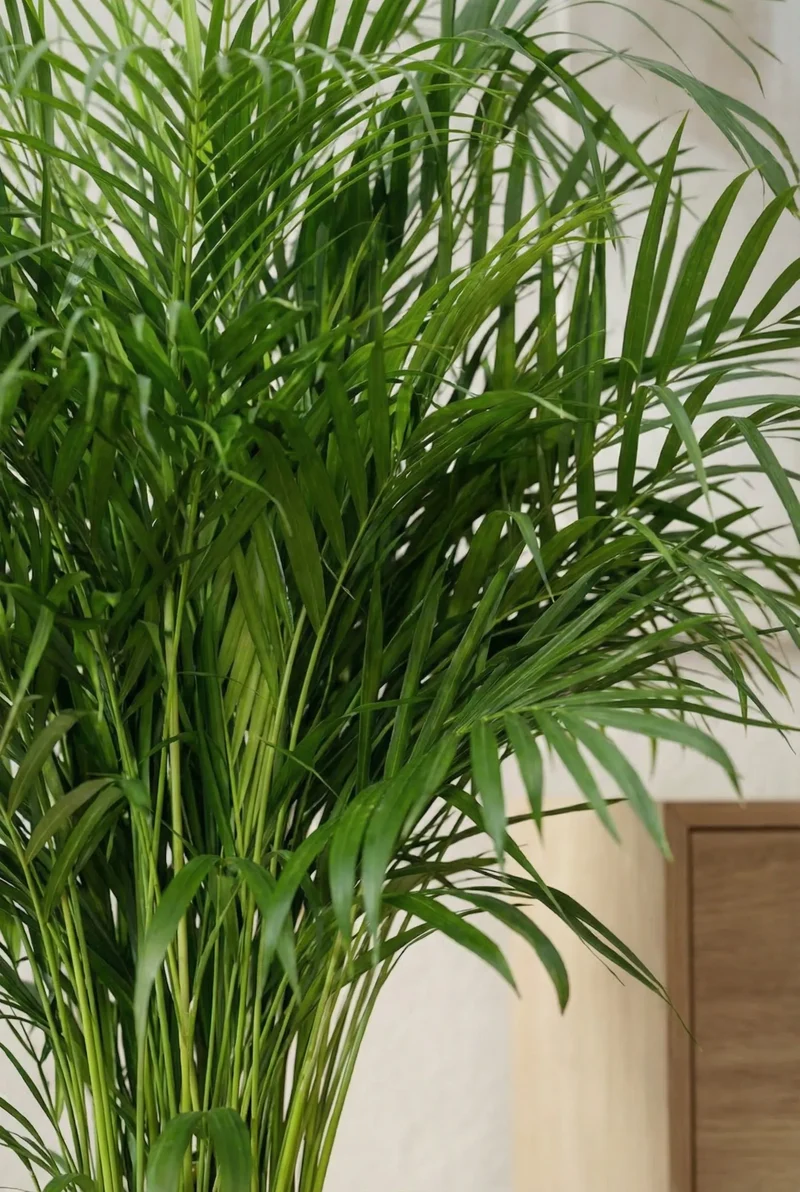 Areca - Goldfruchtpalme