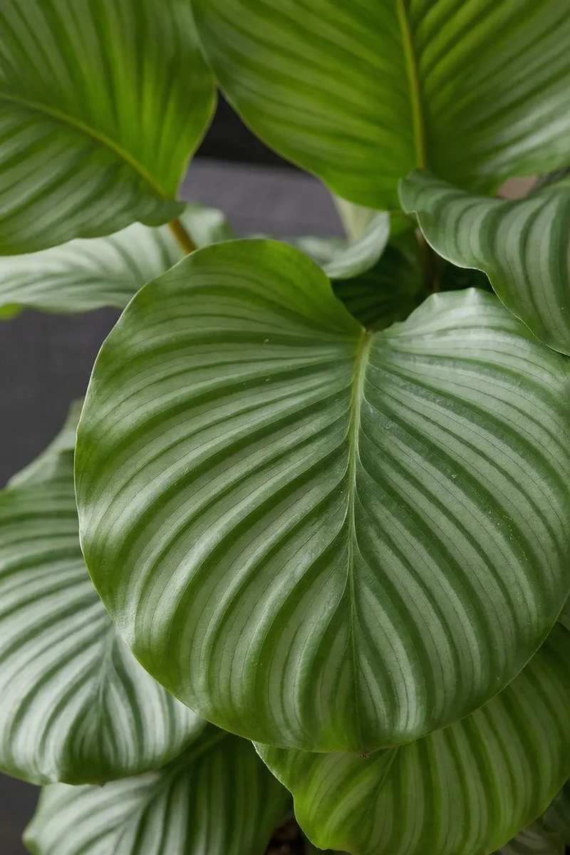Calathea Orbifolia - Korbmarante