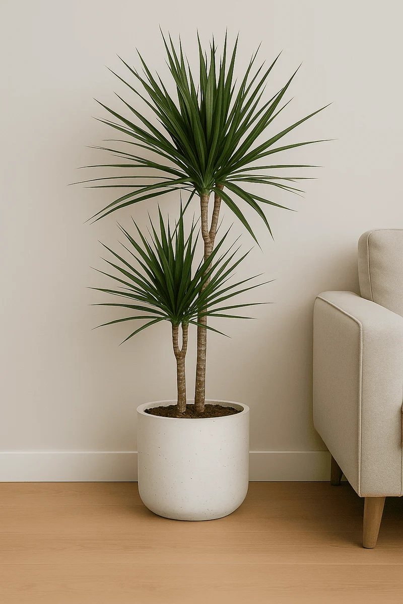 Drachenbaum - Dracaena Marginata