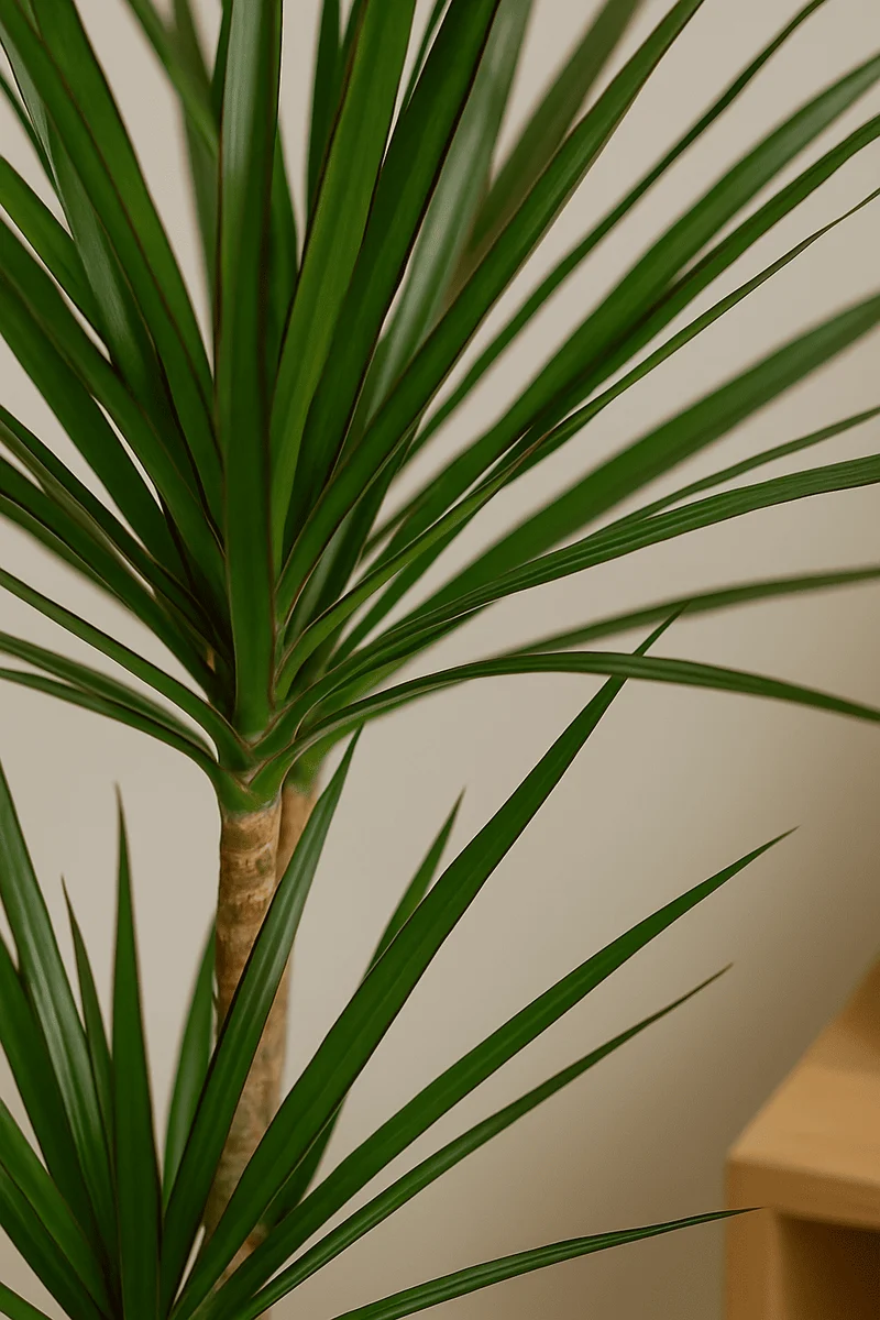 Drachenbaum - Dracaena Marginata