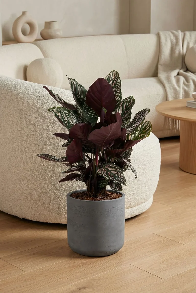 Calathea Ornata - Korbmarante