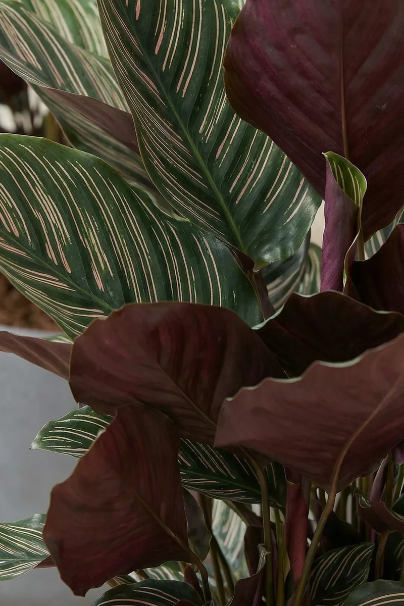 Calathea Ornata - Korbmarante