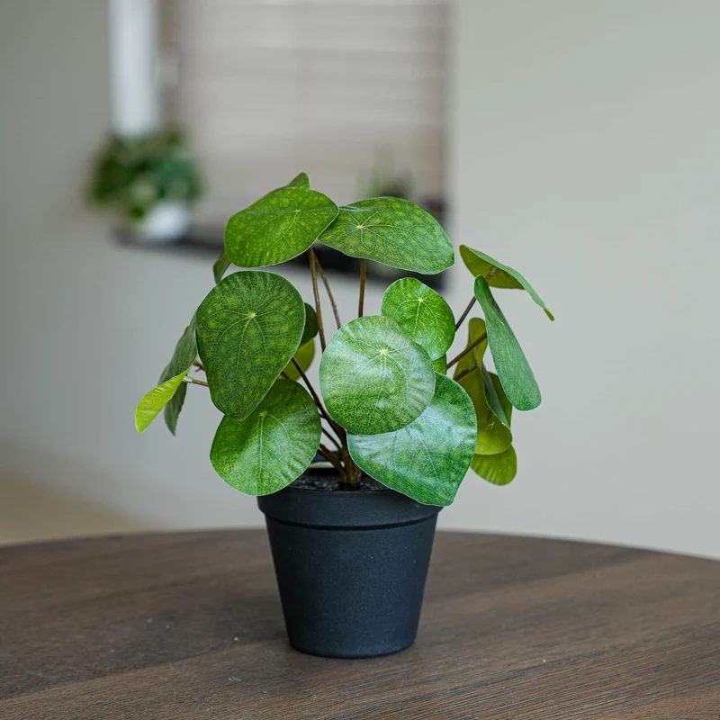 Pilea bush 25 cm in black pot - Artificial plant