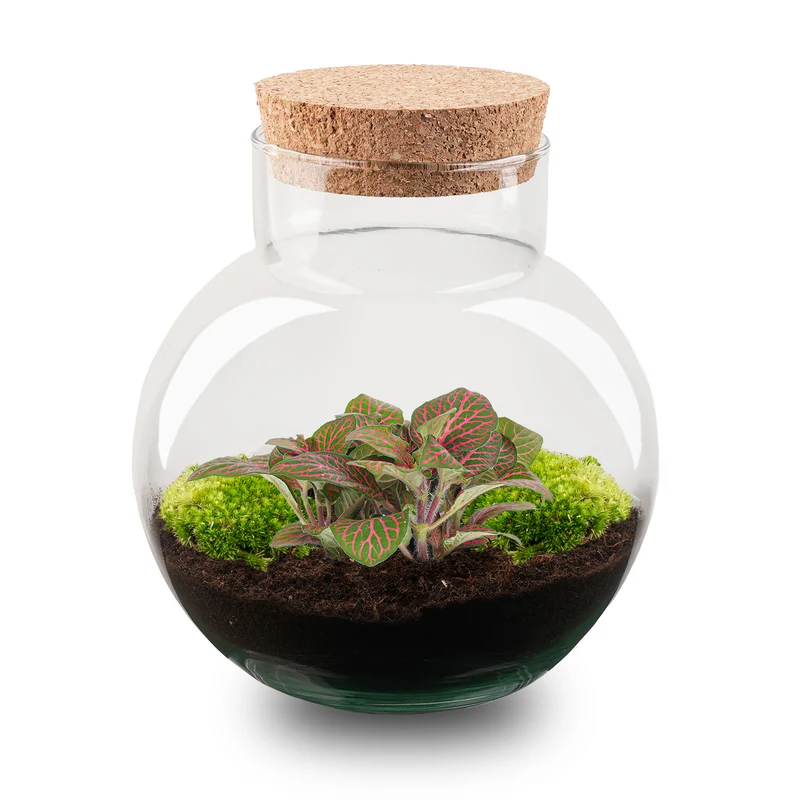 Noah - Terrarium - Bottle garden DIY kit - Ø 18.5 cm ↑ 19 cm