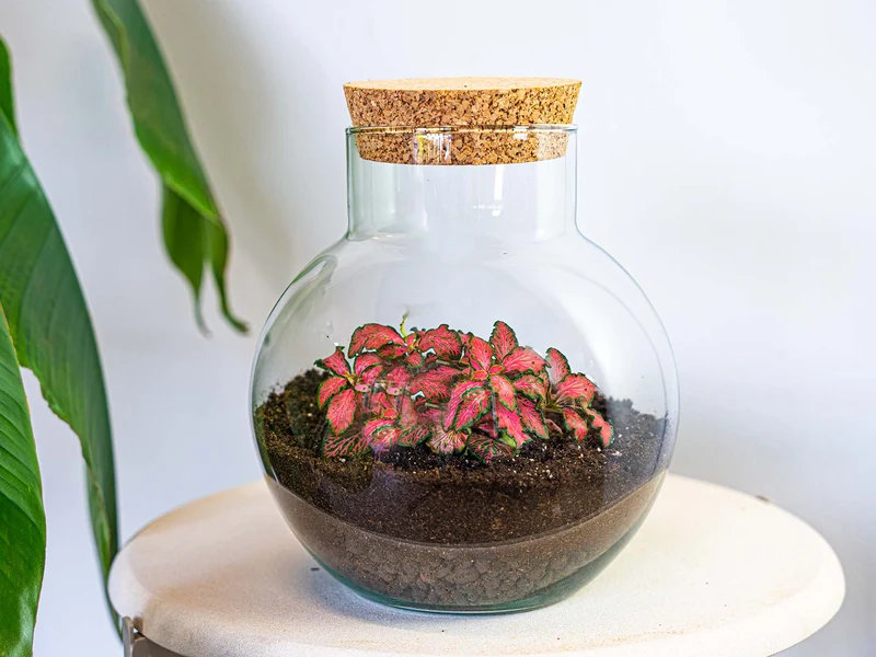 Noah - Terrarium - Bottle garden DIY kit - Ø 18.5 cm ↑ 19 cm