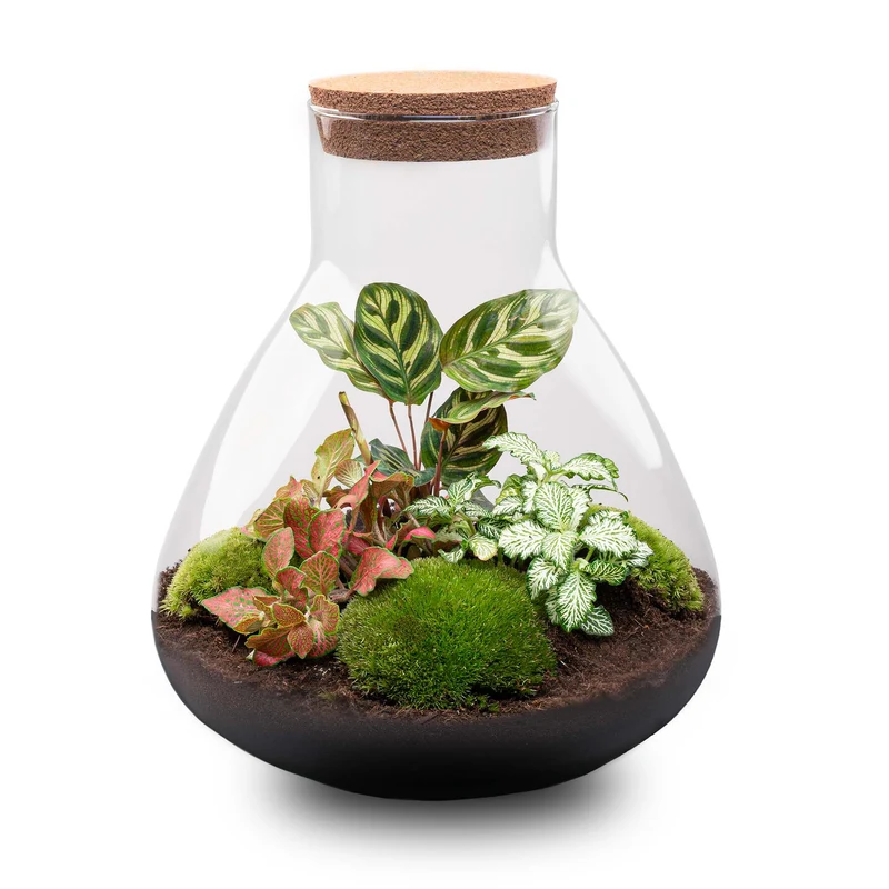 Sam XL Red - Terrarium with light - Bottle garden DIY kit - Ø 30 cm ↑ 32 cm
