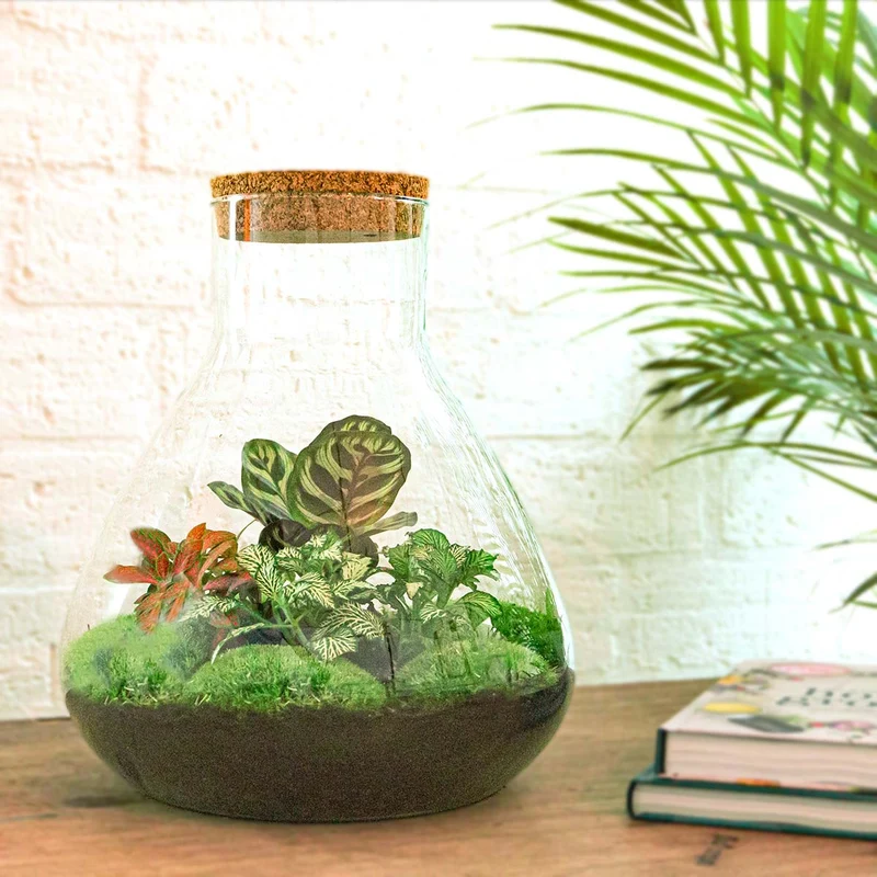 Sam XL Red - Terrarium with light - Bottle garden DIY kit - Ø 30 cm ↑ 32 cm