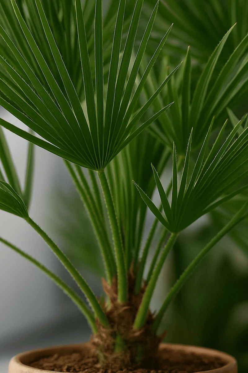Zwergpalme - Chamaerops Humilis