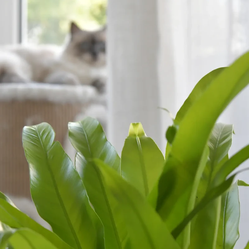 Prächtiger Nestfarn